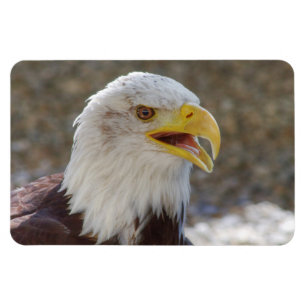 Imán Haliaeetus leucocephalus