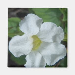 Imán Hallan flor tropical blanca en Fiyi