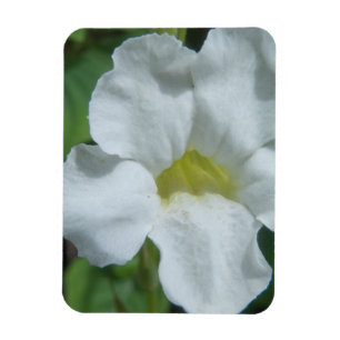 Imán Hallan flor tropical blanca en Fiyi