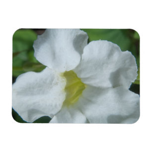 Imán Hallan flor tropical blanca en Fiyi