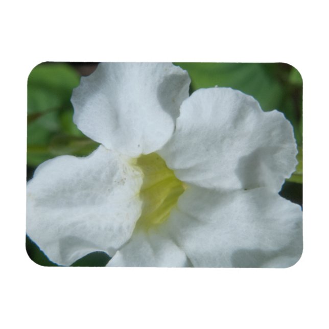 Imán Hallan flor tropical blanca en Fiyi (Horizontal)