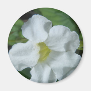 Imán Hallan flor tropical blanca en Fiyi