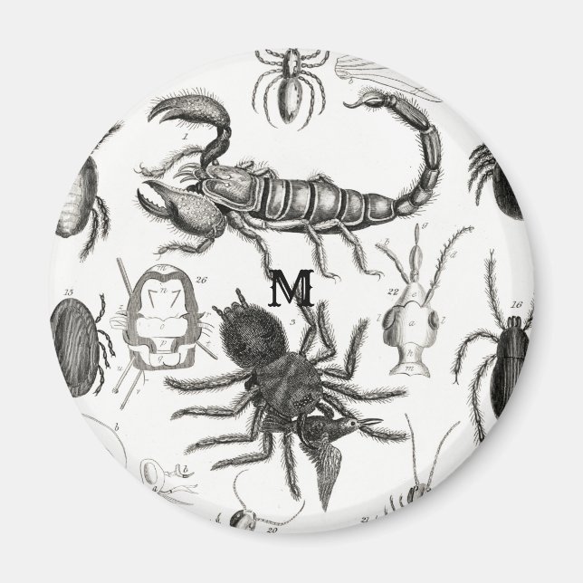 Imán Halloween 2021 Myriapoda Bugs Insects Poster (Frente)