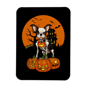 Imán Halloween del perro de Boston Terrier