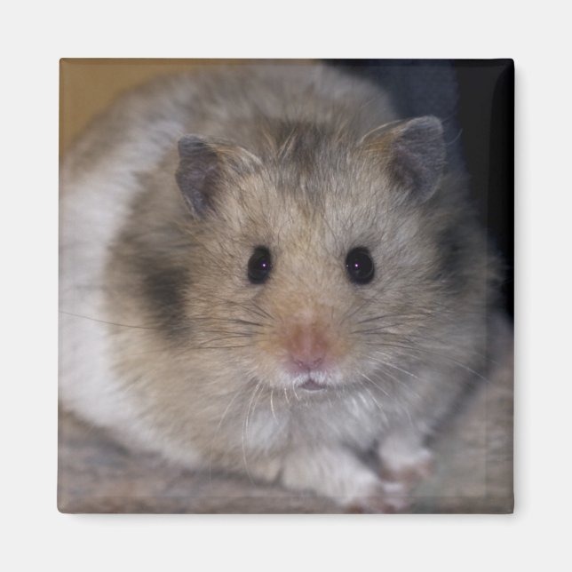 Imán Hammie Magnet (Frente)