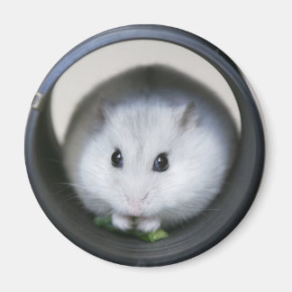 Imán Hámster Tube Magnet