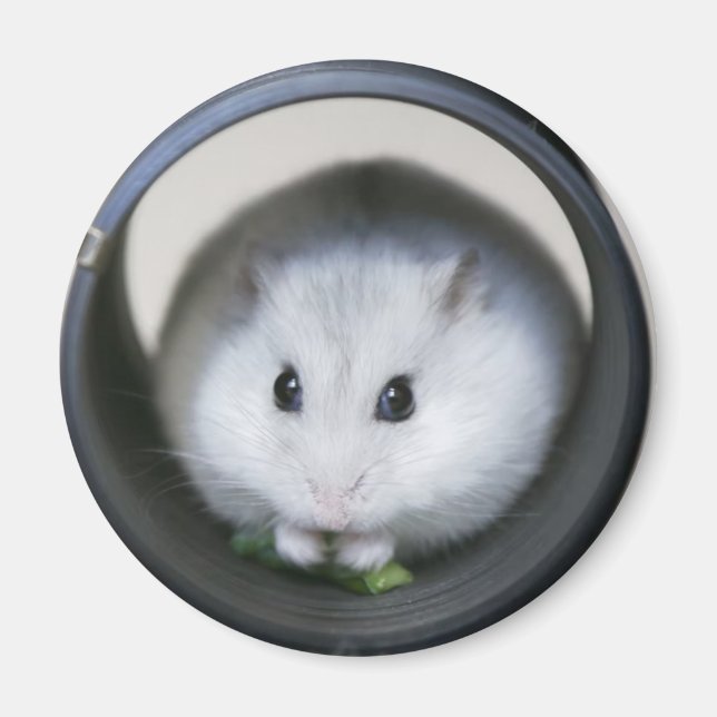 Imán Hámster Tube Magnet (Frente)
