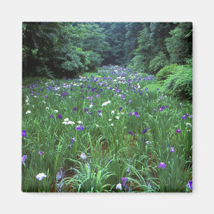 Imán Hana Shobu (Iris Japonés de Agua), Santuario Meiji