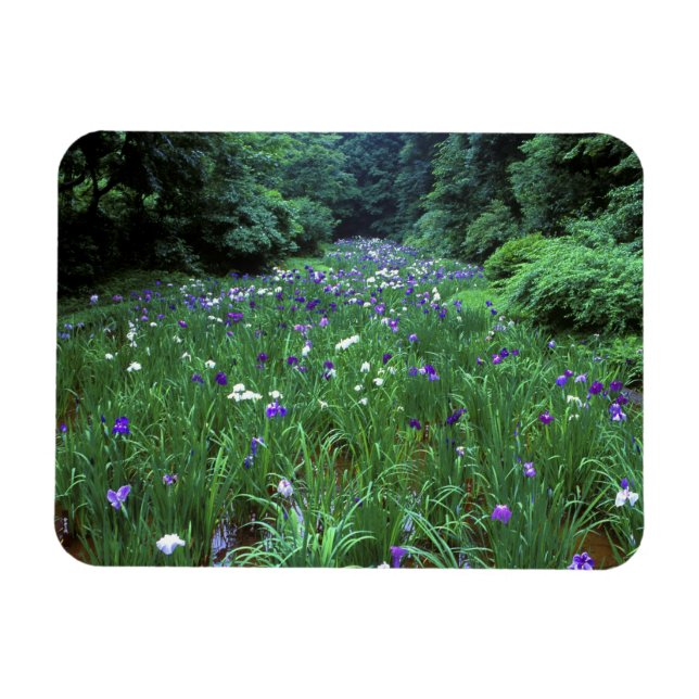 Imán Hana Shobu (Iris japonés del agua), santuario Meij (Horizontal)