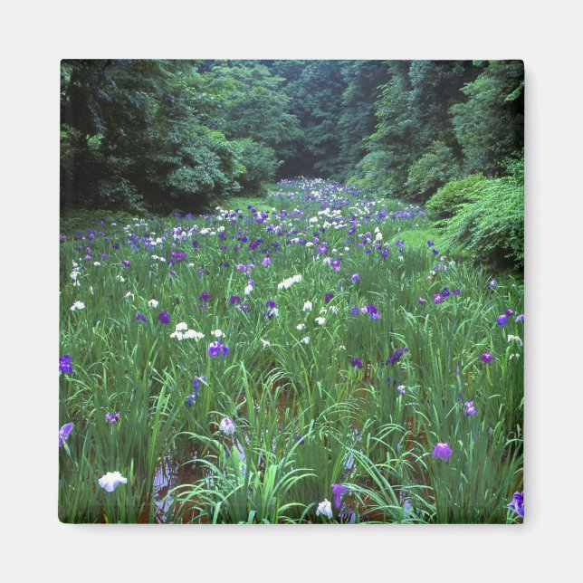 Imán Hana Shobu (Iris japonés del agua), santuario Meij (Frente)