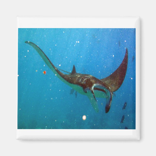 Imán Hanauma Bay Hawaii Manta Ray (Frente)