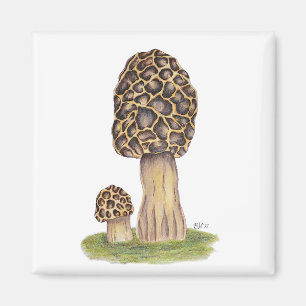 Imán Hand Drawn Morel Mushroom