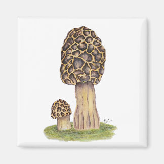 Imán Hand Drawn Morel Mushroom