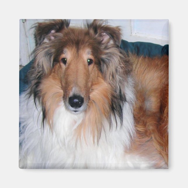 IMÁN HANDSOME COLLIE MAGNET (Frente)