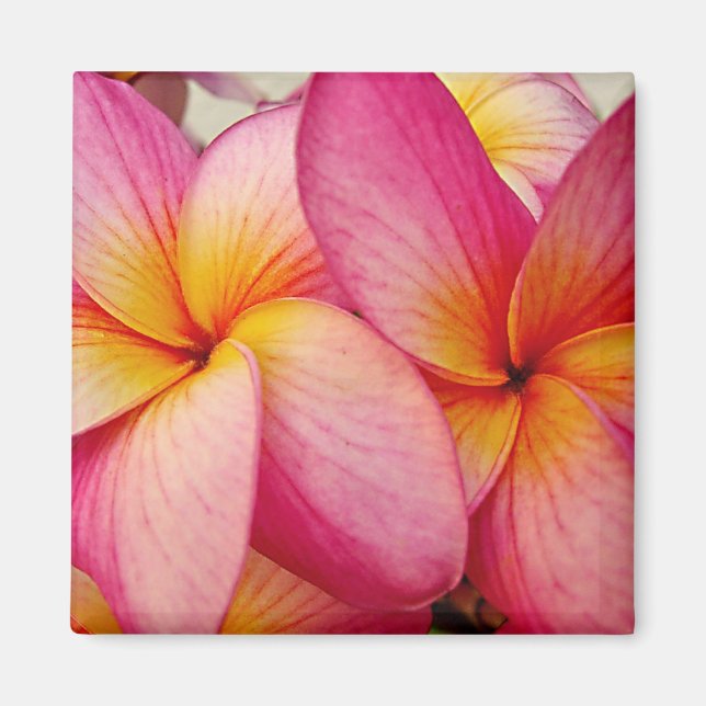 Imán Hanna Pink Glow Plumeria Magnet (Frente)