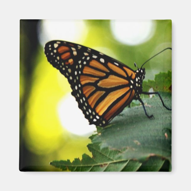 Imán Happines es una mariposa (Frente)