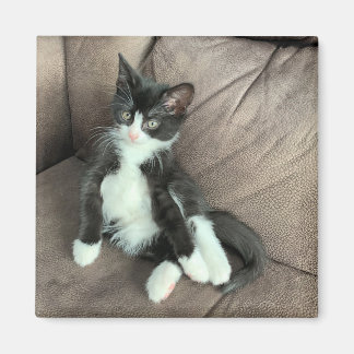 Imán Happiness Kitten Magnet