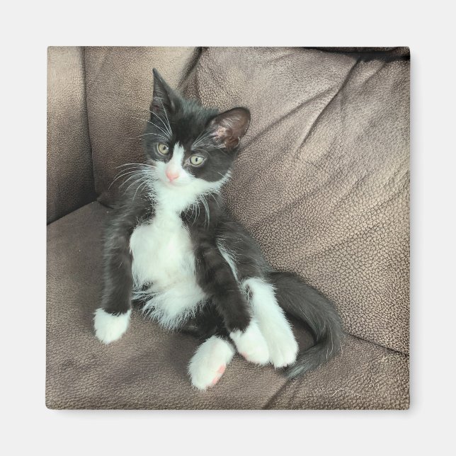 Imán Happiness Kitten Magnet (Frente)
