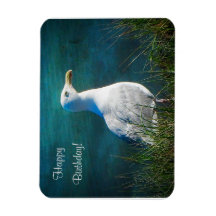 Happy Birday Seagull Magnet