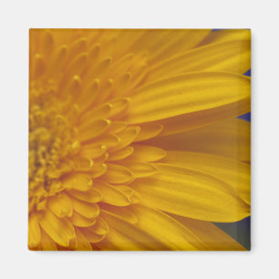 Imán Happy Gerber Square Magnet