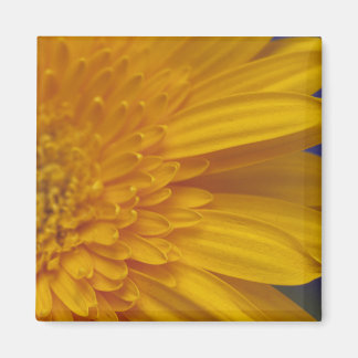 Imán Happy Gerber Square Magnet