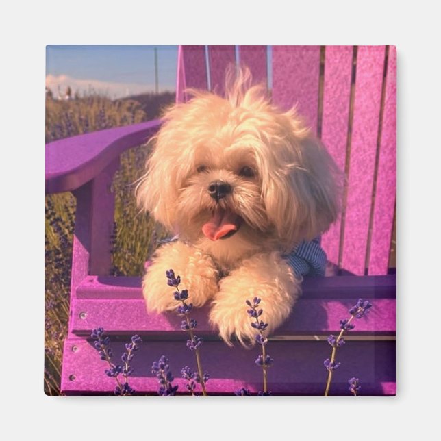 Imán Happy Shih Tzu Puppy Relaxing (Dog Days) (Frente)