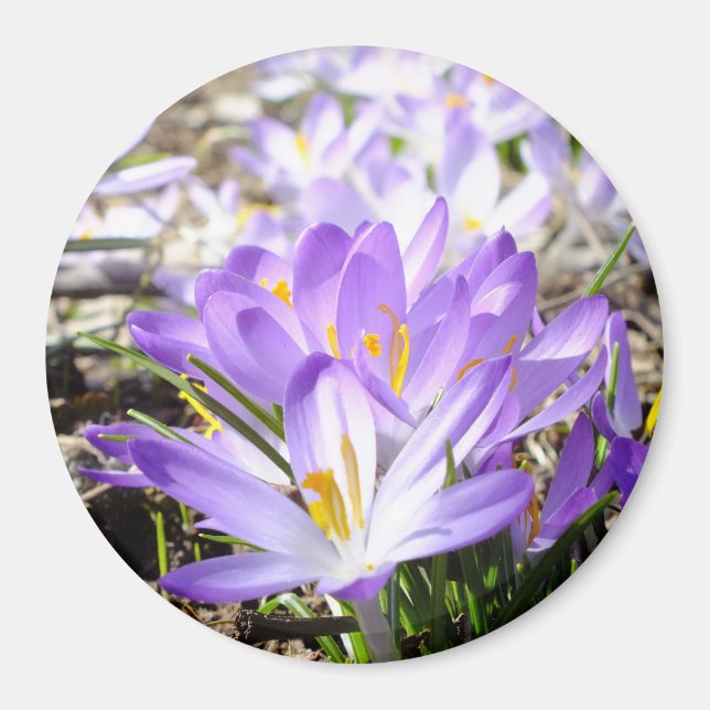 Imán Happy Spring Crocus Magnet (Frente)