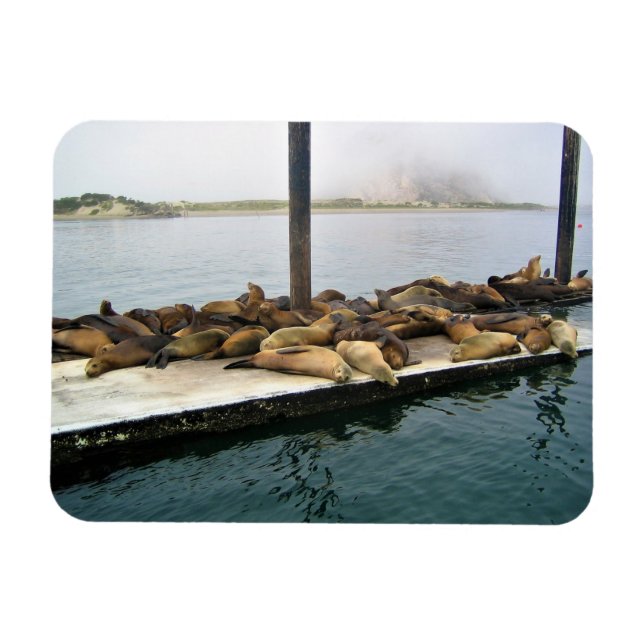 Imán Harbour Seals, Morro Bay, California (Horizontal)