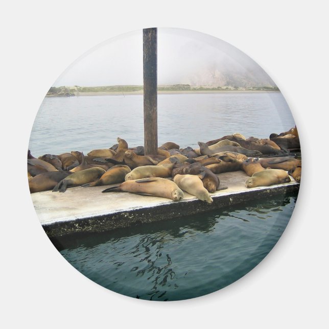 Imán Harbour Seals, Morro Bay, California (Frente)