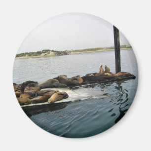 Imán Harbour Seals, Morro Bay, California