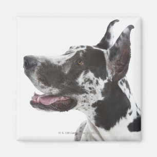 Imán Harlequin great dane