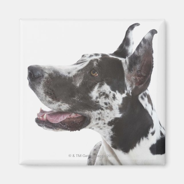 Imán Harlequin Great Dane (Frente)