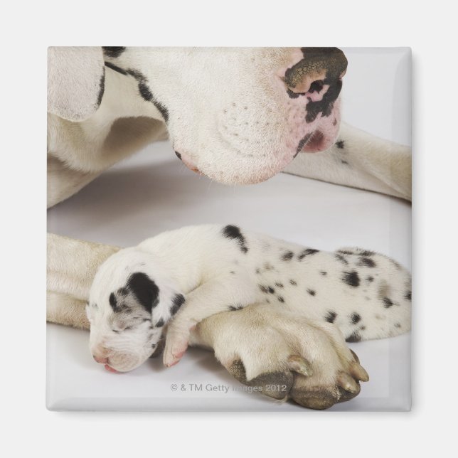 Imán Harlequin Great Dane cachorro durmiendo en madre (Frente)