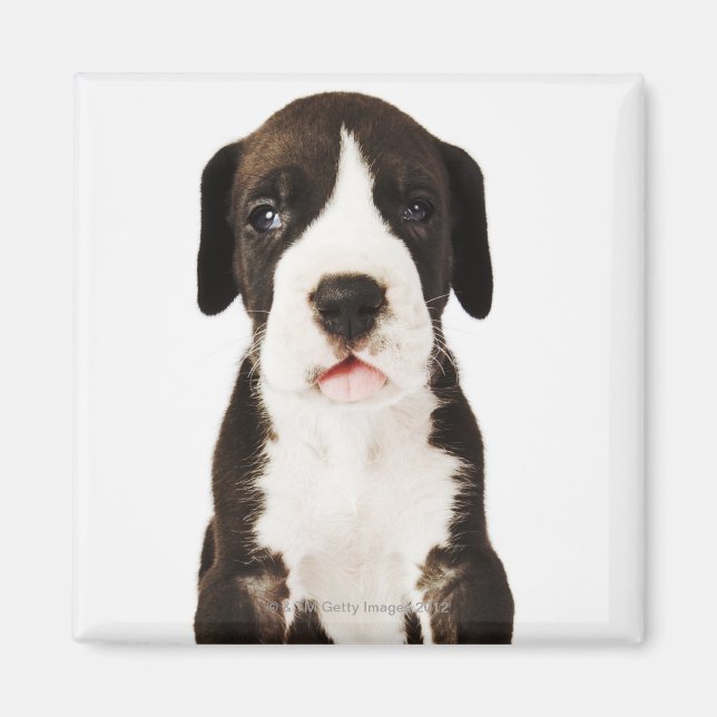 Imán Harlequin Great Dane cachorro sobre fondo blanco (Frente)