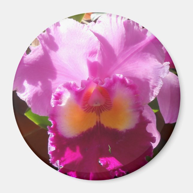 Imán Harlinde (Frente)