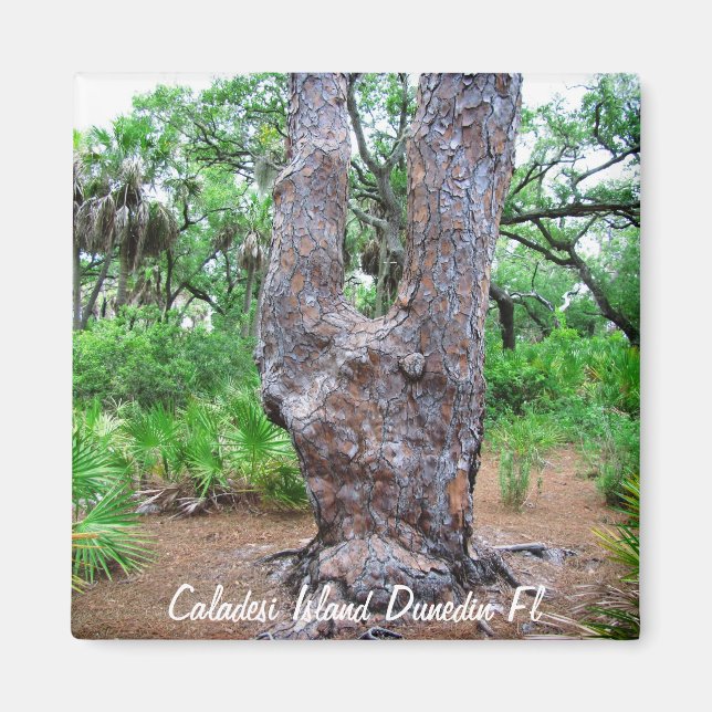 Imán Harp Tree Caladesi Island Magnet (Frente)