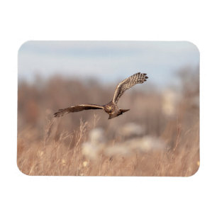 Imán Harrier septentrional