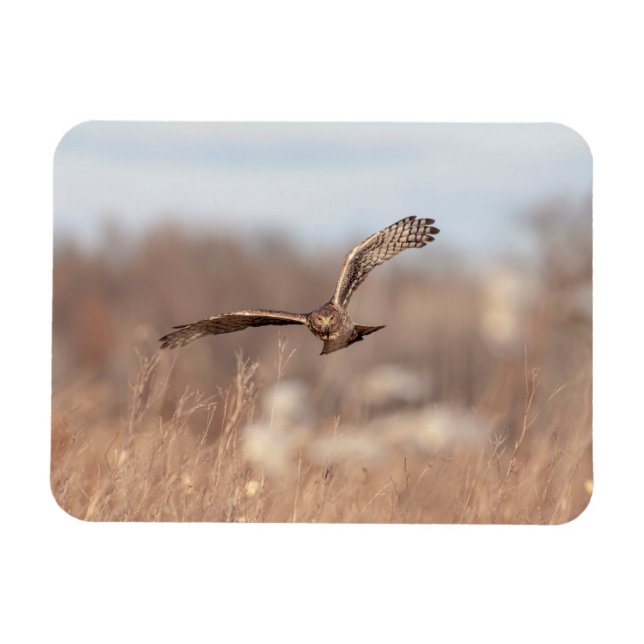 Imán Harrier septentrional (Horizontal)