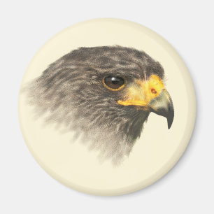 Imán Harris Hawk - medio mezclado