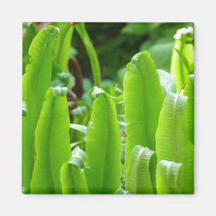 Imán Hart's Tongue Fern Magnet