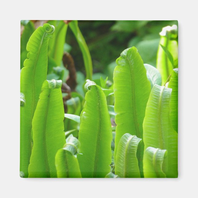 Imán Hart's Tongue Fern Magnet (Frente)