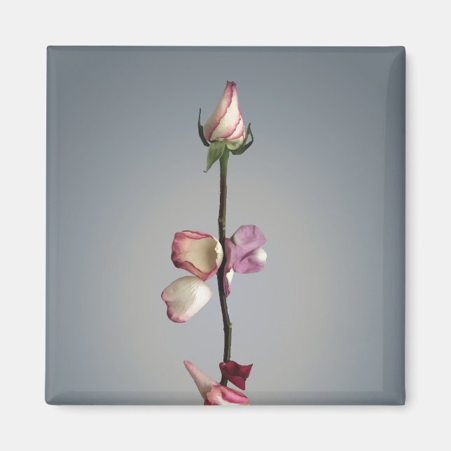 Imán Hasta el último pétalo... (Frente)