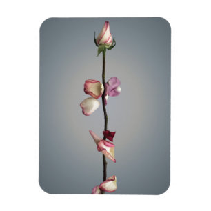 Imán Hasta el último pétalo...