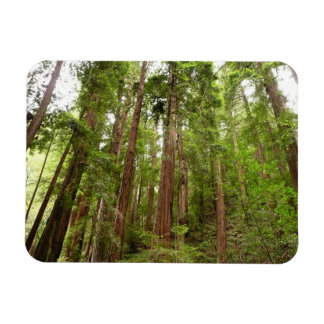 Imán Hasta Redwoods I en el Monumento Nacional Muir Woo