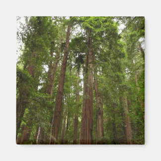 Imán Hasta Redwoods I en el Monumento Nacional Muir Woo