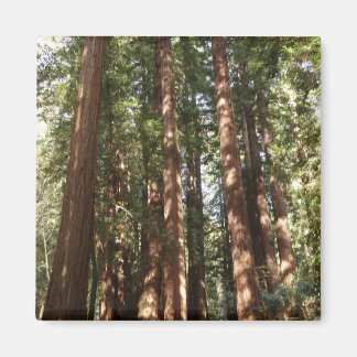 Imán Hasta Redwoods II en el Monumento Nacional Muir Wo