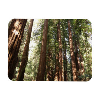 Imán Hasta Redwoods II en el Monumento Nacional Muir Wo