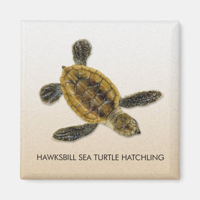 Imán Hatchling Magnet de la tortuga marina Hawksbill (Frente)