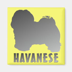 Imán Havanese