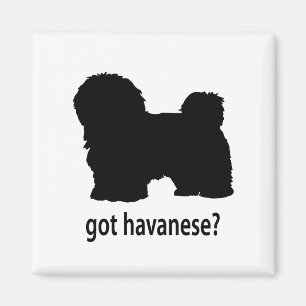 Imán Havanese conseguido
